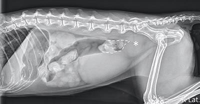 Bowel obstruction outlet in cats treatment